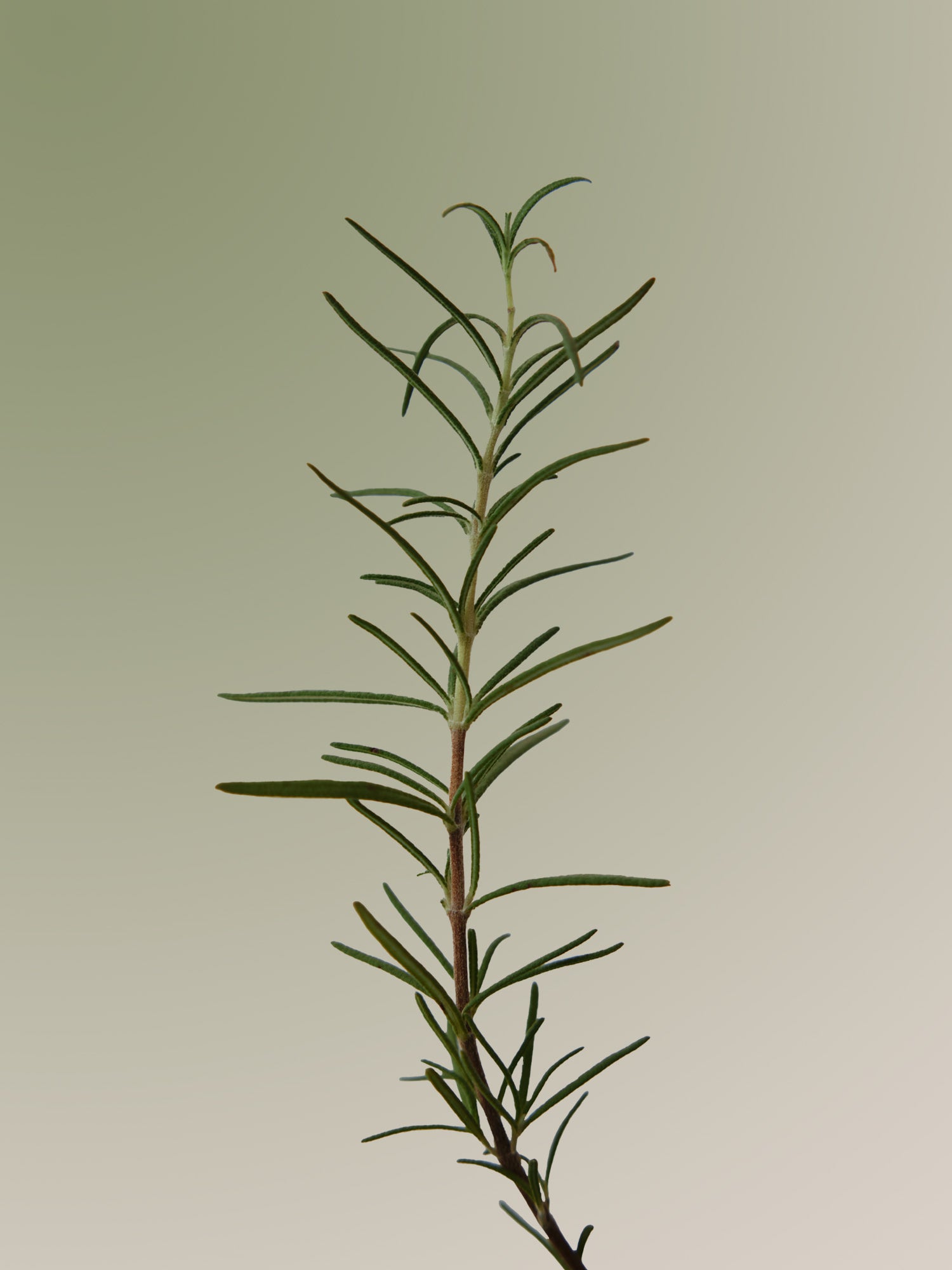 Rosemary Scalp Scaling Shampoo AROMATICA,  180ml